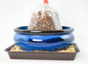 Oval Blue Glazed Shohin Bonsai Pot + Soil + Tray + Rock + Mesh 5