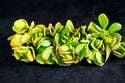8 Fresh Healthy Crassula Ovata Succulent Cuttings - Jade Plant