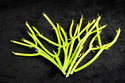 18 Fresh Healthy Pencil Cactus Cuttings - Euphorbia Tirucalli