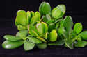 8 Fresh Healthy Crassula Ovata Succulent Cuttings - Jade Plant