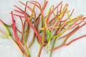 15 Healthy Fire Sticks Succulent Cuttings - Euphorbia Tirucalli
