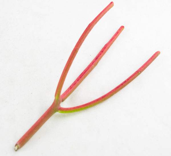 15 Healthy Fire Sticks Succulent Cuttings - Euphorbia Tirucalli