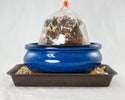 Oval Blue Glazed Shohin Bonsai Pot + Soil + Tray + Rock + Mesh 5