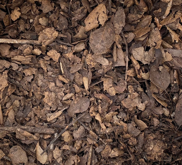 Natural Oak Leaf Mold for Acid Loving Plants, Bonsai Soil Mix